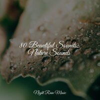 Stormy, Rainy Night - Lush Rain Creators & White Noise for Baby Sleep & Loopable Sounds for Babies