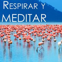 Bienestar 101 - Armonia Florez