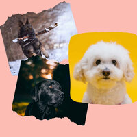 Fantastic - Music - Dog Calming Music