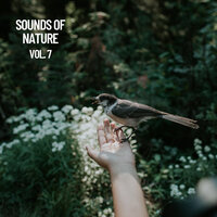Calm Rainforest Hike - Sleeping Music For Dogs & Deep Sleep Music Experience & Baby Sleep Music