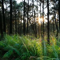 Awaken - Nature Sound Collection & Chillout Lounge & Rain Sounds Collection