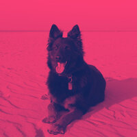Inspired Doggies - Dog Music Hour