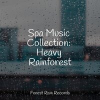 Deep Forest Birds - Meditacao Clube & Anxiety Relief & Sonidos De Lluvia y Tormentas