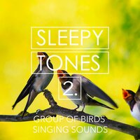 Group of Birds Singing Sounds, Pt. 16 - Jason Rivers