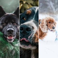 Doggy Meal Time - Feelings - Relaxing Music for Dogs
