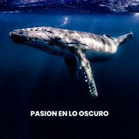 Canto De Ballenas A lo Lejos - Sonidos De La Naturaleza & Rhodium Music