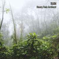 Relaxing Sounds of the Forest - Nature Sounds & Outdoor Field Recorders & Easy Listening Background Music