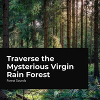 Swift Rapid Stream - Ambient Forest & Forest Sounds & Rainforest Sounds
