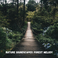 Relaxing Sounds of the Windy Forest - The Nature Soundscapes & Outdoor Field Recorders & Study Music & Sounds