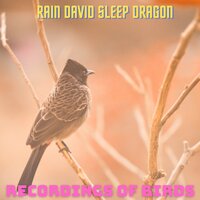 Early Bird - Rain David Sleep Dragon