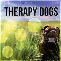 Lie Down & Relax - Pet Music Academy