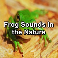 ASMR Frog Swamp - Relaxing Music Therapy & Nature Sound Series & Organic Nature Sounds