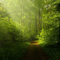 Bosque Verde - Sonido De La Naturaleza