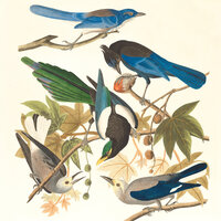 birds - Ilaywho