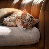 Ritmos Pacíficos De Las Patas - Esferas & Composiciones para Relajar Gatos & Música para Terapia Felina