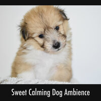 Dog Walk Composure - Calming Doggy Relaxation