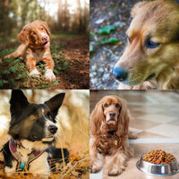 Carefree (Doggy Anxiety) - Dog Calming Music