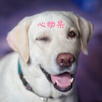 心动靓 - 狗狗音乐