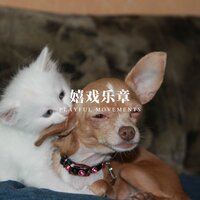 惬意随行 - 狗狗音乐