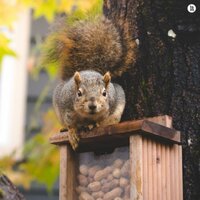 Squirrel’s house - BGM Teacher