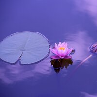 Across the Pond - Sleep Songs with Nature Sounds
