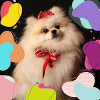 Wonderful Moods for Dog Therapy - Doggy Relaxing Sounds