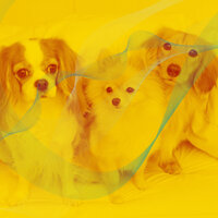 Tranquil Harps and Guitars - Vibe for Resting Pups - Dog Music Radio