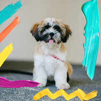 Brilliant Cute Dogs - Dog Music Waves