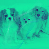 Tasteful Calming Dogs - Relaxing Dog Music Beats