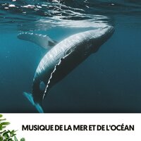 Kreative Flüsse - Solfeggio Frequencies 528Hz & Ocean Sounds FX & la mer de calme