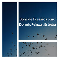 Chilrear dos Pássaros - Medicina Relaxante & Sons de Pássaros & Ruído branco