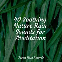Forest, Morning, Birds - Rain Hard & Nature Chillout & Rainy Sounds