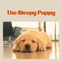Harbor's Guidance - Sleep Dog