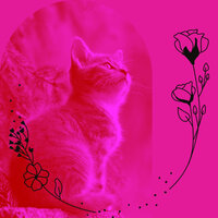 Wonderful Home Cats - Cat Total Relax