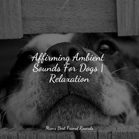 Tranquility - Music for Relaxing Cats & Cat Music Dreams & Music For Cats