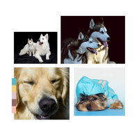 Remarkable Chilling Your Dog - Music for Dogs Bgm
