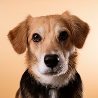 Playful Paws - Dog Relaxing Zone & High Lotion & Rain and Thunder Sounds