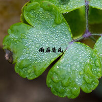 雨后清风 - 纯音乐盒