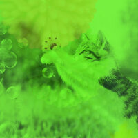 Sprightly Backdrops for Calming Your Cats - For Cats Only