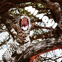 Never Letting Go - Music For Cats & Cat Music & Cats Music Zone