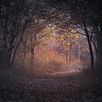 Feeling the Wind - Pro Sounds of Nature & Relaxing Nature Sounds Collection & Cascada de Lluvia