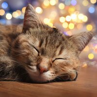 Terapia De Sonido Felina - Espacio Sonoro & Música Delicada para Gatitos & Concierto de Gatos