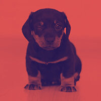 Quartet Jazz Soundtrack for Chill Dogs - Dog Music Library