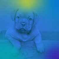 Brilliant Jazz Trio - Vibe for Well Behaved Dogs - Music for Dogs Radio
