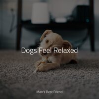 Welness and Calmness - Cat Music Experience & Pet Care Club & RelaxMyCat