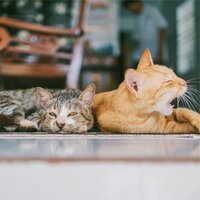 Relax Yourself to Sleep - Calming Music for Dogs & Music for Calming Dogs & Music for Dog's Ears