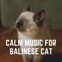 The Pets' Love for Solitude - Cat Music