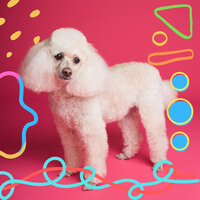 Majestic Ambiance for Cute Dogs - Dog Music Library