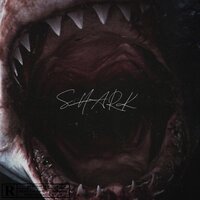 Shark - Rosalvo