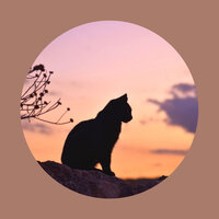 Lonely Cat Love - Cat Music